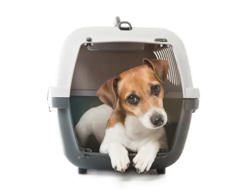 dog in transportbox